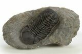 Detailed Austerops Trilobite - Ofaten, Morocco #310257-1